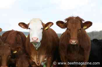 New technology allows producers to compare EPDs across breeds