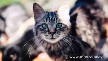 A Monza arriva la prima Oasi felina della città - MonzaToday