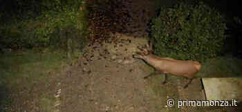 Dove è finito il cervo del Parco di Monza? - Prima Monza