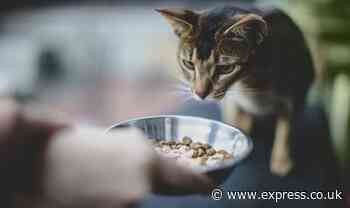 10 best cat food to buy in UK 2022 - Express