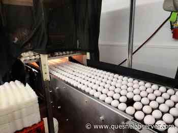 Egg-normous: Daybreak Farms eyes multi-million dollar modernization project - Quesnel Cariboo Observer