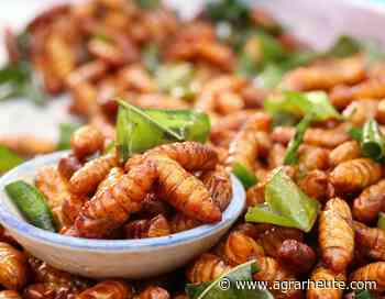 Insekten essen und an Tiere füttern: Ist das unsere Zukunft? - agrarheute.com