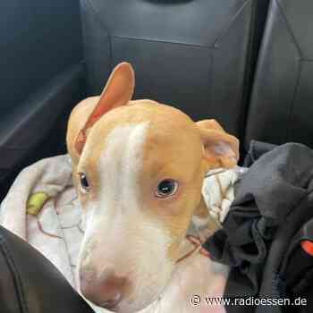 Essen: Hat die Polizei wieder einen illegalen Welpenhandel verhindert? - Radio Essen