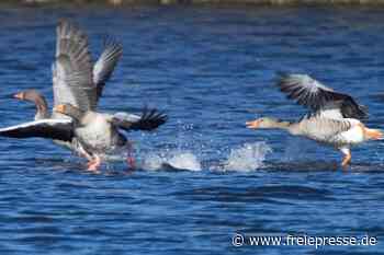 Zurück aus dem Winterquartier - Freie Presse