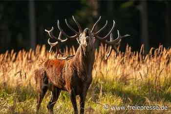 Vortrag in Reichenbach setzt das wilde Vogtland gekonnt in Szene - Freie Presse