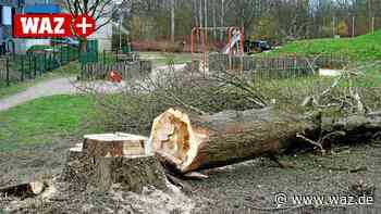Warum die Stadt Witten an einem Spielplatz Bäume fällt - Westdeutsche Allgemeine Zeitung