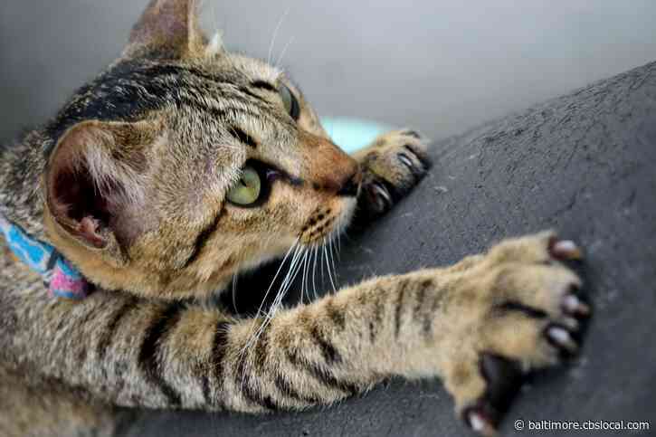 Lawmakers Littered With Comments On Cat Declawing Ban Bill