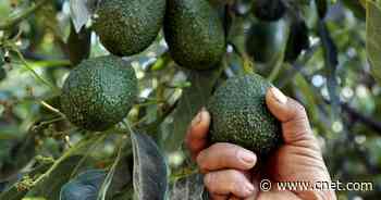 Mexican Avocado Ban Lifted, Averting Shortage and Price Hikes     - CNET