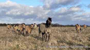 Die wildesten Wiesen in Soest - soester-anzeiger.de