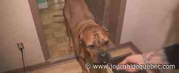 Pénurie de logements: les propriétaires d’animaux peinent plus que les autres