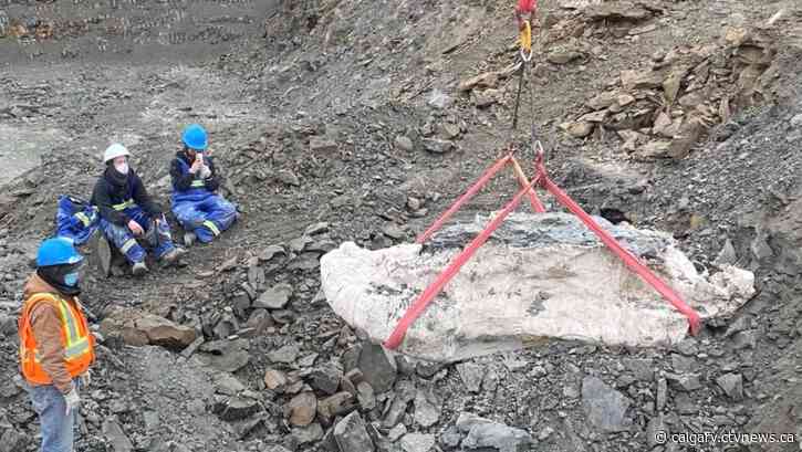 'Picture a komodo dragon that has paddles': Ancient sea creature fossils discovered south of Lethbridge
