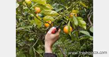 Labor shortages frustrate Nelson apple harvest - FreshPlaza.com
