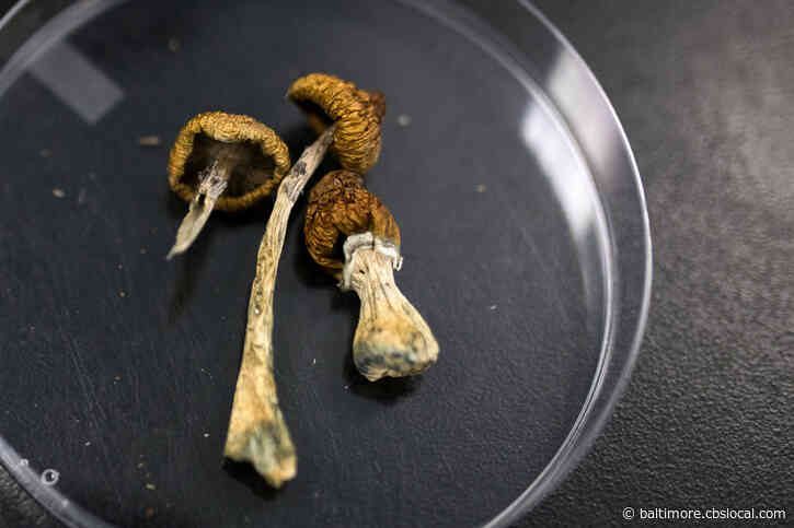 Psilocybin Can Relieve Depressive Symptoms In Adults For Up To A Year, Hopkins Study Says