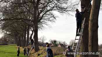 Nabu Apen schafft Nistmöglichkeiten für gefährdeten Trauerschnäpper - Nordwest-Zeitung