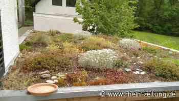 Ausschuss berät: Grüne wollen Dachbegrünung fördern - Rhein-Zeitung