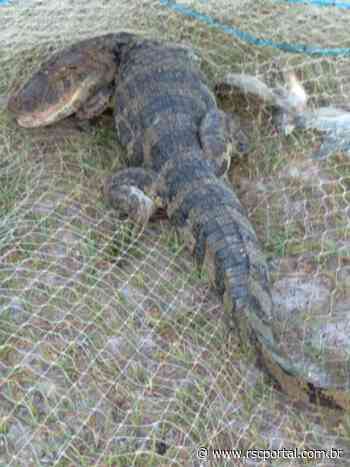 Mais um jacaré é encontrado em Imbituba - Impresso Catarinense - Open Sans, sans-serif;