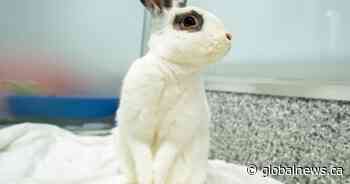 Calgary Humane Society hoping to find hoppily ever after for rabbit surplus - Global News