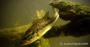 Cayuga County district holding spring Fish Stocking Sale - Auburn Citizen