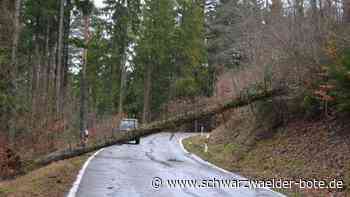 Sturmtief in Bad Liebenzell: Durch herabstürzende Baumteile schwer verletzt