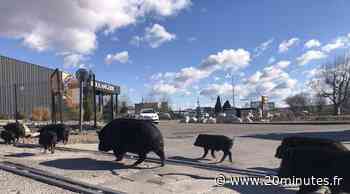 A Marignane, 200 cochons sauvages sèment la zizanie - 20 Minutes