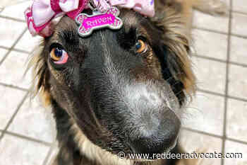 Red Deer dog with crooked snout to be united with look-alike pal – Red Deer Advocate - Red Deer Advocate