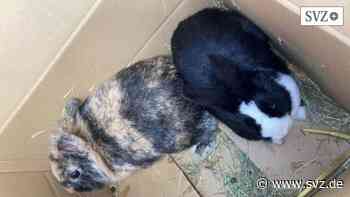 Stadt sucht nach Besitzer: Kaninchen in Parchim ausgesetzt – Fall sorgt für Empörung bei Facebook | svz.de - svz – Schweriner Volkszeitung