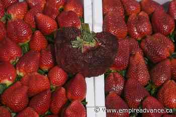 Israeli strawberry clocks in as world's heaviest on record - Virden Empire Advance