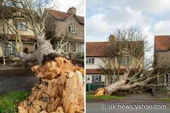 Dramatic pictures show huge fallen tree on elderly person's house in Sutton - Yahoo News UK