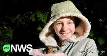 Paddenoverzet in Schilde gestart: "We helpen duizenden kikkers, padden en salamanders veilig de weg over" - VRT NWS