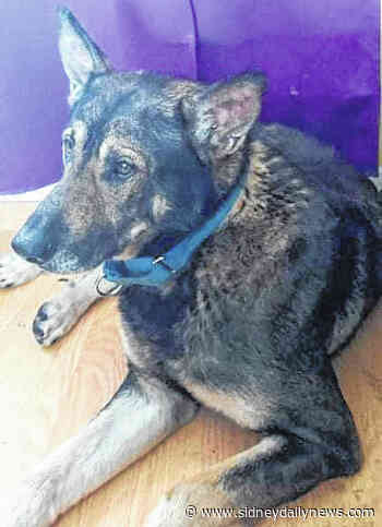 Community collaborates to capture German Shepherd - sidneydailynews.com
