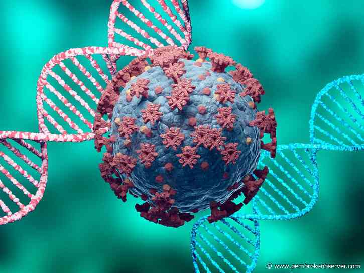 COVID-19 hospitalizations down in Renfrew County and district, RCDHU reports two more deaths - Pembroke Observer