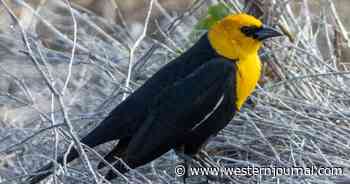 Unbelievable Video: Hundreds of Birds Mysteriously Fall Dead in Mexico