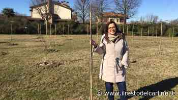 Cinquanta tra tigli, noci e aceri Ogni bebè adesso ha il suo albero - il Resto del Carlino