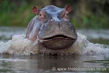 Colombian government to declare hippos an invasive species - The Bolton News