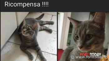 Continuano le ricerche del gatto Tito in zona Pelacano: "Offro ricompensa" - ForlìToday