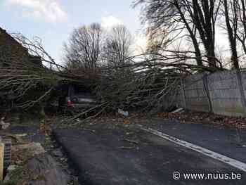 Auto beschadigd door vallende bomen in Brakel - NUUS