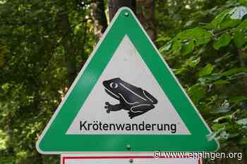 ▷ Amphibienwanderung – Tempolimits beachten - Eppingen.org