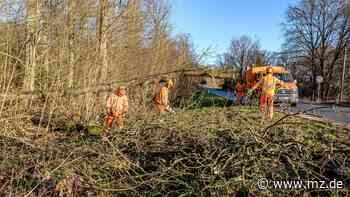 Orkan Ylenia: Viele umgestürzte Bäume im Kreis Wittenberg - Mitteldeutsche Zeitung
