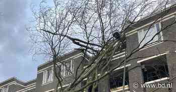 En dan valt opeens een boom tegen je appartement aan de Zuid-Willemsvaart in Den Bosch - BD.nl