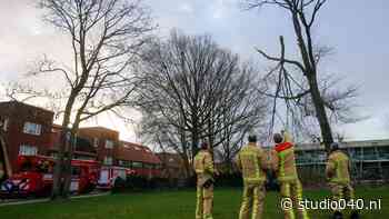 Brandweer moet met hoogwerker delen boom weghalen bij school - Studio040