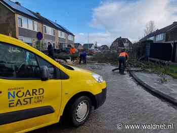 Boom verwijderd in Goudbloemstraat - WâldNet