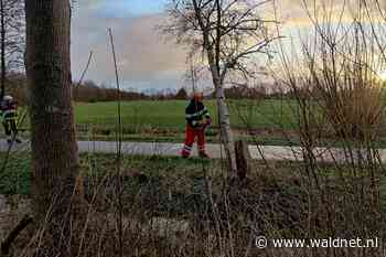 Gevaarlijke boom omgezaagd langs Joost Wiersmaweg - WâldNet