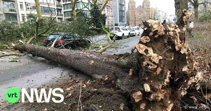 Wat als er een boom op mijn dak valt of een dakpan op de auto van mijn buur? Dit moet je doen bij stormschade - VRT NWS