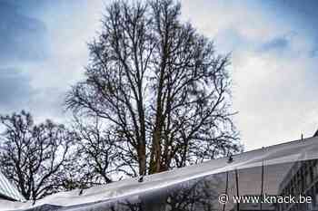 Erfgoed wordt pretgoed: de boom die Hiroshima overleefde, maar niet Bart De Wever - Knack.be