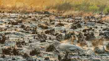 Waldbrand - Feuer in Argentinien bedrohen Tierwelt in Nationalpark - Neue Presse Coburg
