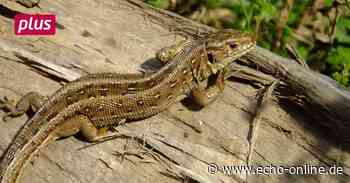 Lebensraum für Zauneidechsen in Lampertheim - Echo-online