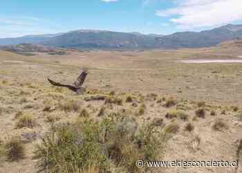 Cóndores vuelan libres por primera vez en Parque Nacional Patagonia - El Desconcierto