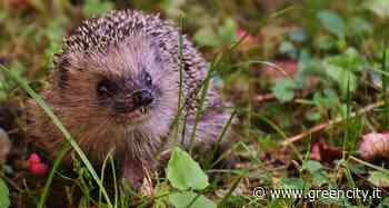 Pubblicato il nuovo Rapporto ISPRA sulla biodiversità in Italia. Necessari interventi di contrasto per il... - GreenCity