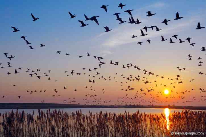 'Highly pathogenic' bird flu found in backyard Long Island flock - New York Post