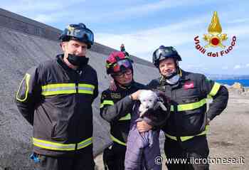Cane cade tra gli scogli al porto di Crotone, salvato dai vigili del fuoco - Il Crotonese